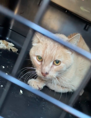 Illustration de l'article : Un chat retrouvé dans un tas d'ordures et ayant ingéré des déchets se bat pour survivre (vidéo)