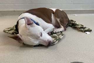 Illustration de l'article : La photo d'un chien de refuge au cœur brisé change la vie de ce dernier à tout jamais