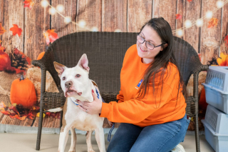 Illustration de l'article : La photo d'un chien de refuge au cœur brisé change la vie de ce dernier à tout jamais