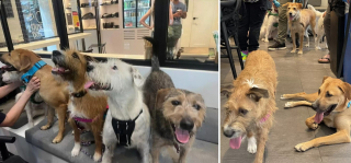 Illustration de l'article : Retrouvailles émouvantes entre une chienne sauvée à 2 reprises et ses chiots après des débuts difficiles