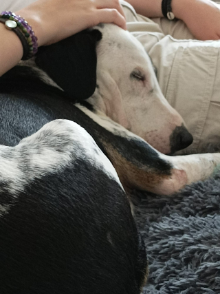 Illustration de l'article : De l'errance à une vie pleine d'amour : un chien de rue devient une source de réconfort pour les humains (vidéo)