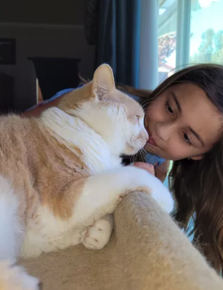 Illustration de l'article : Le destin permet à un chat âgé abandonné de retourner dans sa toute première famille 