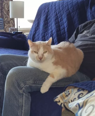 Illustration de l'article : Le destin permet à un chat âgé abandonné de retourner dans sa toute première famille 