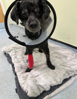Illustration de l'article : Une chienne ayant veillé sur le corps sans vie de sa maîtresse pendant une semaine se jette dans les bras d'une parfaite inconnue à l'arrivée des secours