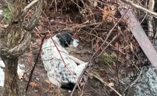 Illustration de l'article : 2 lycéennes dont "les parents devraient être fiers" agissent en héroïnes en repérant un chien sénior grelottant au fond d'un ravin