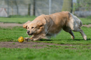 Illustration de l'article : À quels jeux jouer pour stimuler votre chien et renforcer votre relation ?