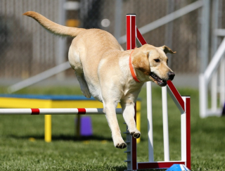 Illustration de l'article : À quels jeux jouer pour stimuler votre chien et renforcer votre relation ?