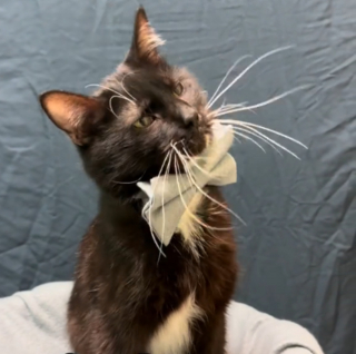 Illustration de l'article : Les coulisses de cette séance photo aidant les chats d'un refuge à rencontrer l'amour valent autant le détour que les portraits eux-mêmes (vidéo)