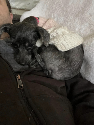 Illustration de l'article : Une chienne négligée retrouve sa beauté naturelle après un toilettage extrême et vit un autre bouleversement