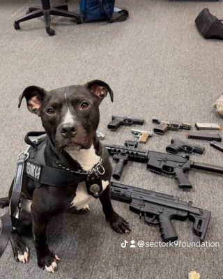 Illustration de l'article : Vendu à la sauvette et passé par plusieurs adoptions décevantes, ce chien bourré de talent a trouvé le moyen d'aider les humains et améliorer leur sécurité
