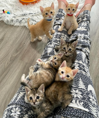 Illustration de l'article : Nés dans une benne à ordures, ces 6 chatons nouveau-nés et orphelins livrent toutes leurs forces pour attirer l'attention des passants