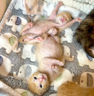 Illustration de l'article : Nés dans une benne à ordures, ces 6 chatons nouveau-nés et orphelins livrent toutes leurs forces pour attirer l'attention des passants