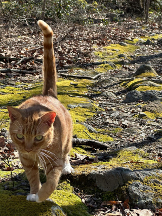 Illustration de l'article : Dans cette location de vacances, les visiteurs ont le droit à une visite guidée improbable menée par un adorable chat roux