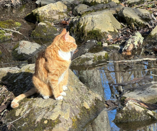 Illustration de l'article : Dans cette location de vacances, les visiteurs ont le droit à une visite guidée improbable menée par un adorable chat roux