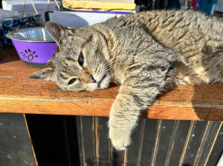 Illustration de l'article : Une chatte à la longévité exceptionnelle s'invite dans un magasin de charité où ses talents de "thérapeute" font l'unanimité