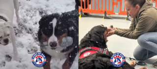 Illustration de l'article : Un Bouvier Bernois sauvé d'une usine à chiots trouve sa vocation grâce à une association et un militaire dévoué (vidéo)