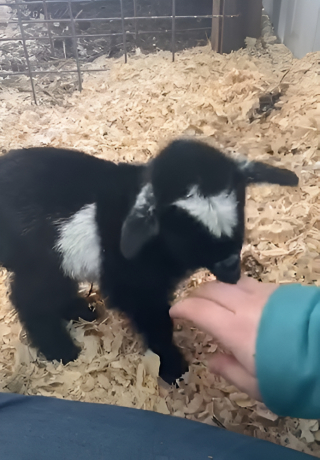 Illustration de l'article : Une chienne devient la mère aimante d’un animal orphelin bien différent d’elle et de ses chiots (vidéo)