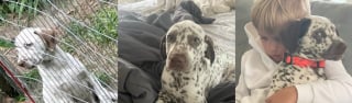 Illustration de l'article : Un chien s'offre une petite escapade dans le quartier et en revient avec un sac de courses contenant "ses petits" (vidéo)