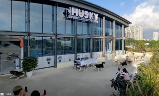 Illustration de l'article : Excités par la visite de leur propriétaire, 100 Huskies s’échappent d’un bar à chiens et sèment le chaos dans un centre commercial (vidéo) 