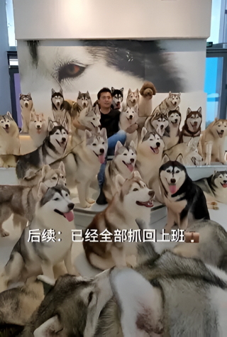 Illustration de l'article : Excités par la visite de leur propriétaire, 100 Huskies s’échappent d’un bar à chiens et sèment le chaos dans un centre commercial (vidéo) 