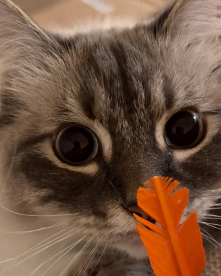Illustration de l'article : Ce chat Sibérien a une adorable technique pour tenter de convaincre une mouche de devenir son amie (vidéo)
