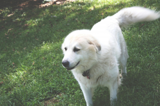 Illustration de l'article : Son nouveau voisin lui demande de changer le nom de son chien pour une raison incompréhensible