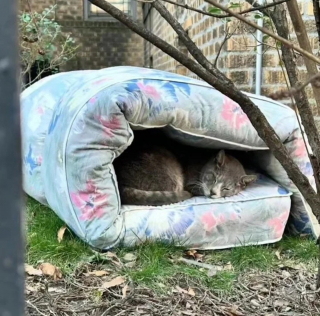 Illustration de l'article : Un chat décide d'en finir avec l'errance après des années de survie dans les rues et convainc sa mère d'accueil de modifier ses plans