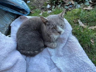 Illustration de l'article : Un chat décide d'en finir avec l'errance après des années de survie dans les rues et convainc sa mère d'accueil de modifier ses plans