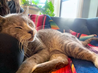 Illustration de l'article : Un chat décide d'en finir avec l'errance après des années de survie dans les rues et convainc sa mère d'accueil de modifier ses plans