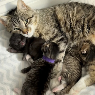 Illustration de l'article : Une chatte errante ayant trouvé refuge sous un porche révèle à sa famille d'accueil une merveilleuse surprise le lendemain de son arrivée