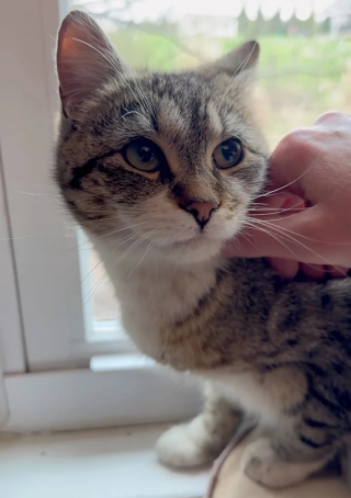 Illustration de l'article : Une chatte errante ayant trouvé refuge sous un porche révèle à sa famille d'accueil une merveilleuse surprise le lendemain de son arrivée