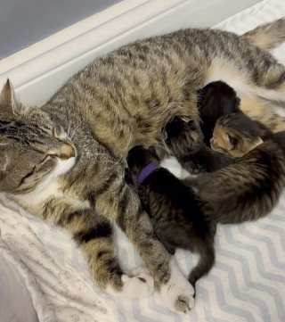 Illustration de l'article : Une chatte errante ayant trouvé refuge sous un porche révèle à sa famille d'accueil une merveilleuse surprise le lendemain de son arrivée