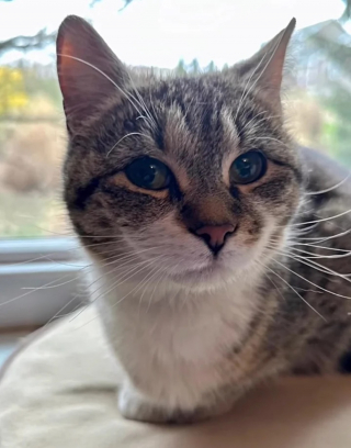 Illustration de l'article : Une chatte errante ayant trouvé refuge sous un porche révèle à sa famille d'accueil une merveilleuse surprise le lendemain de son arrivée