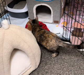 Illustration de l'article : La magnifique réaction d'une maman chat découvrant un chaton orphelin au refuge alors qu'elle a déjà 6 bouches à nourrir (vidéo)
