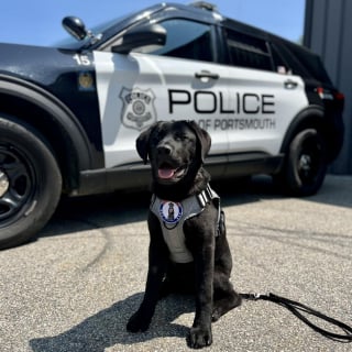 Illustration de l'article : Une policière raconte comment Mason, chien de soutien, sèche les larmes des victimes pendant les interventions