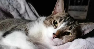 Illustration de l'article : Ce chat reconnaissant d'avoir été sauvé de l'errance revient de ses promenades quotidiennes avec d'improbables cadeaux pour son humaine