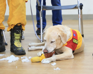 Illustration de l'article : Jugé trop amical, ce chien échoue à l’académie de police, mais trouve une nouvelle mission de vie héroïque (vidéo)