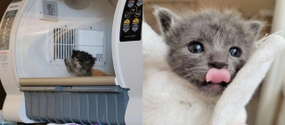 Illustration de l'article : Le combat colossal d'une bénévole pour maintenir en vie et sauver 2 chatons nés prématurés
