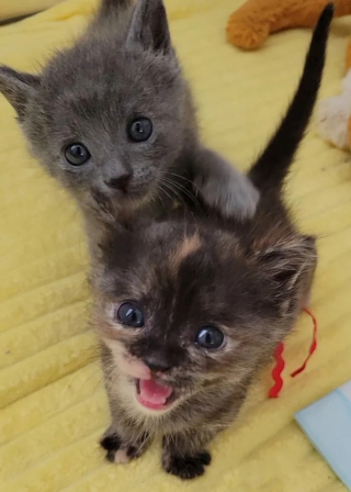 Illustration de l'article : Le combat colossal d'une bénévole pour maintenir en vie et sauver 2 chatons nés prématurés