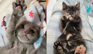 Illustration de l'article : Le combat colossal d'une bénévole pour maintenir en vie et sauver 2 chatons nés prématurés
