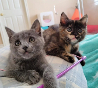 Illustration de l'article : Le combat colossal d'une bénévole pour maintenir en vie et sauver 2 chatons nés prématurés
