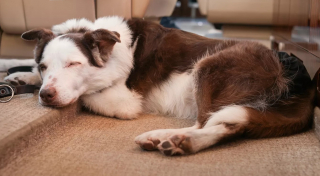 Illustration de l'article : Le dernier acte d’amour d’une chienne âgée qui joue malgré elle les entremetteuses pour sa maman (vidéo)