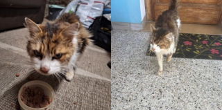 Illustration de l'article : Elle croit à une erreur quand la SPA l'appelle au sujet de son chat disparu 10 ans plus tôt avant de se rendre à l'évidence