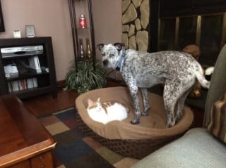 Illustration de l'article : 14 photos de chats voulant prouver aux chiens que ce sont eux qui commandent à la maison