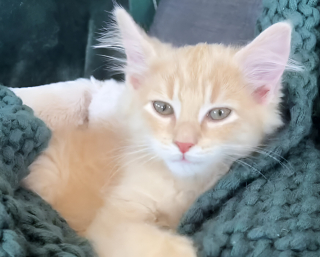 Illustration de l'article : L'accessoire insolite d’un chaton qui découvre la fièvre du samedi du soir et offre un quart d'heure de folie mémorable (vidéo)