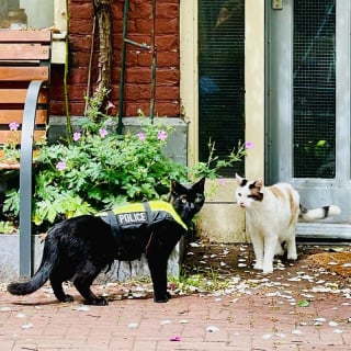 Illustration de l'article : À cause de sa maladresse, ce chat noir espiègle est devenu chat policier dans une grande ville touristique