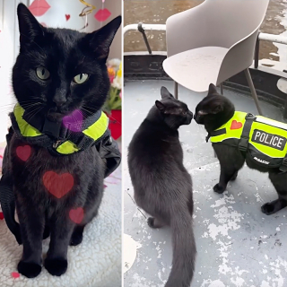 Illustration de l'article : À cause de sa maladresse, ce chat noir espiègle est devenu chat policier dans une grande ville touristique