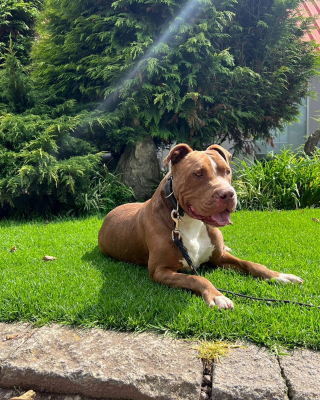 Illustration de l'article : Avant d’intéresser des personnes bienveillantes, ce Pitbull a supporté de nombreux sévices ancrés sur son corps et dans sa mémoire qu'il tente de combattre