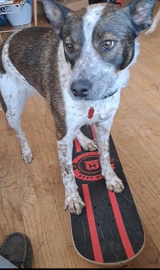 Illustration de l'article : Cette chienne a développé un talent presque inné pour les sports d’équilibre (vidéo) 