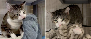 Illustration de l'article : Un chat sur ses gardes et pétrissant nerveusement ses couvertures place ses derniers espoirs en cette comportementaliste pour refaire confiance aux humains